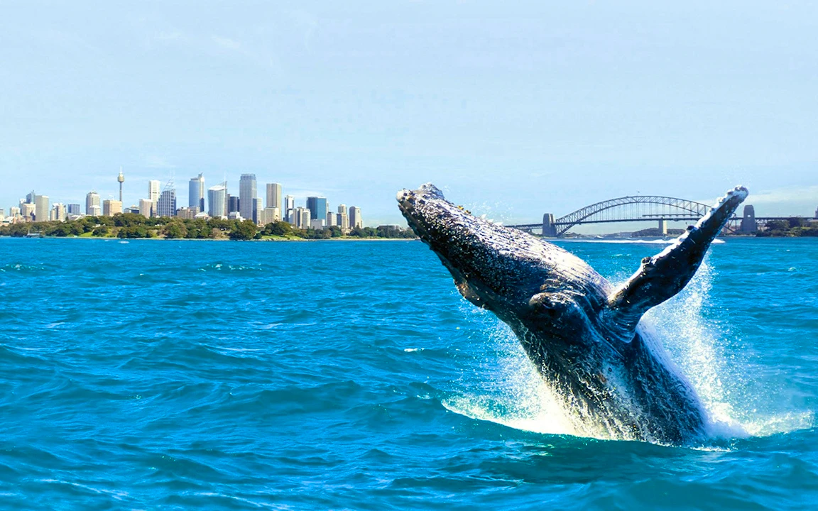 Sydney Whale Watching Cruise Ticket Ticket